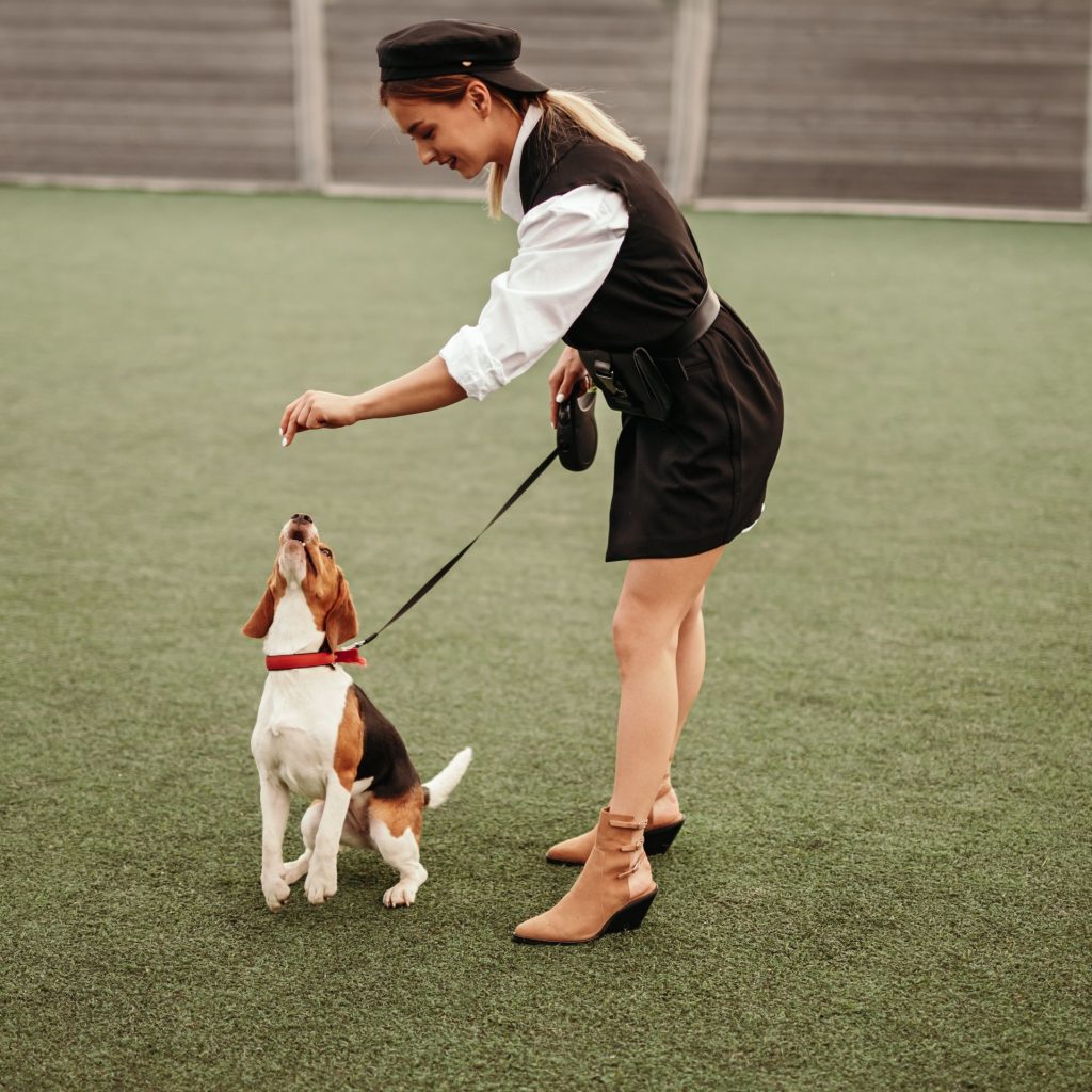 The Essential Guide to Choosing a Waterproof Dog Collar